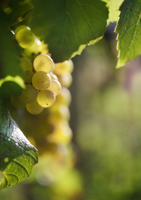 シャルドネ/Chardonnayの果房 - ブルゴーニュ/Bourgogneワイン
