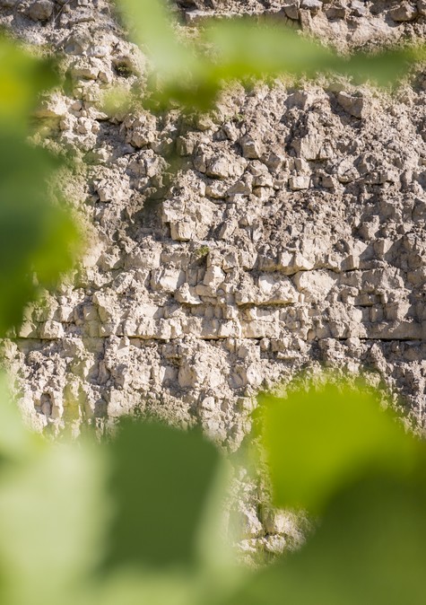 シャブリ/Chablisの畑の土壌