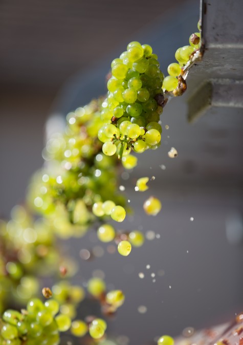 The harvests in Chablis 