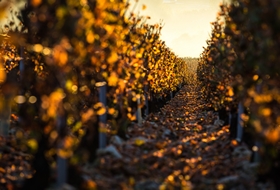 The vintages of Chablis 