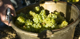 Chardonnay シャルドネ