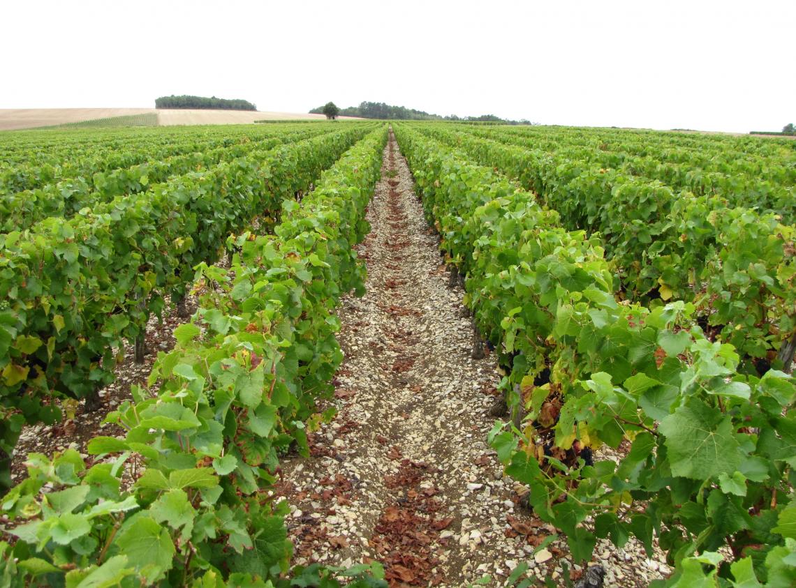 vignes Domaine Henry Pascal